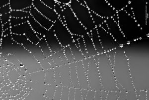 II Jornadas de debate  Nueva cultura del agua y nuevos regadíos:  por una agricultura sustentable