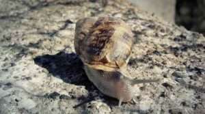 Soberanía alimentaria en la música desde nuestra Catalunya hermana en las múltiples soberanías