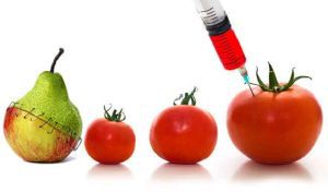 La Coordinadora Europea de LVC rechaza la propuesta de la Comisión Europea sobre los OGM