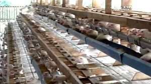 «Frente colectivo» ante las medidas implantadas para eliminar la gripe aviar