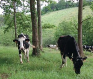 Esnearen sektoreak argi eta garbi ikusten du ekoizpen-ereduen arteko talka