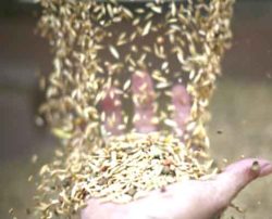 ¡Acabemos con los nuevos OGM!