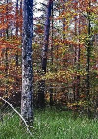 Propuesta para la recuperación del bosque autóctono en Bizkaia