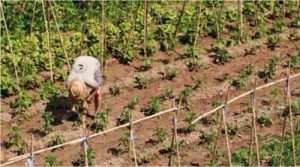 40 hotelek milioi bat euro jasotzen dute NPBtik