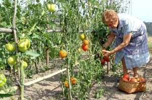 Más de 2.700 baserritarras de Bizkaia recibirán en noviembre el adelanto de las ayudas del PAC