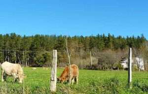 Gorenak abeltzainei babesa eman die, eta esnearen prezioak ekoizpen-kostua estali behar duela ebatzi du
