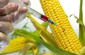 Más de 200 organizaciones rechazan la propuesta de la UE para desregular los nuevos OGM