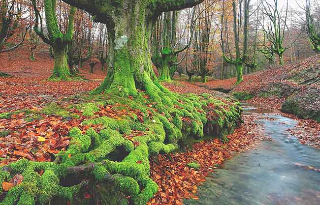 Otzarreta. Natura