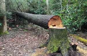 EHNE, ENBA y la Asociación Forestal de Gipuzkoa denuncian la tala de miles de árboles en los “sabotajes”