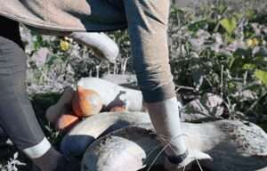 La Diputación de Gipuzkoa presenta una iniciativa para «compatibilizar el baserri con otra actividad profesional»