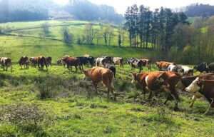 Revolución del sector lácteo vacuno