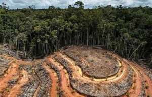 Recogen firmas para exigir a la UE que no ceda a las presiones y excluya los productos de la deforestación