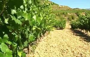 Bodegas de Rioja Alavesa presentará un recurso, con la intención de ir «hasta el final»