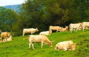 Confirmados los dos primeros casos de ‘lengua azul’ en Bizkaia