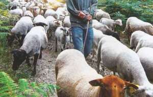 Primeros pasos para reavivar el pastoreo del Pirineo navarro