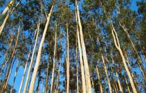 ¿Quién lidera el negocio del eucalipto en Galicia al que Altri quiere sumarse?