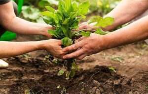 Greenpeace inicia una recogida de firmas en apoyo a la agricultura familiar y social