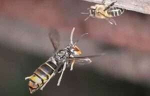 Hegoi Escudero: «Bizkaia es un desierto verde: no tiene biodiversidad»