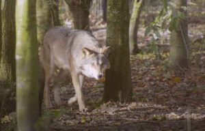El sindicato ELB denuncia las «graves consecuencias» de la presencia del lobo en Larhun